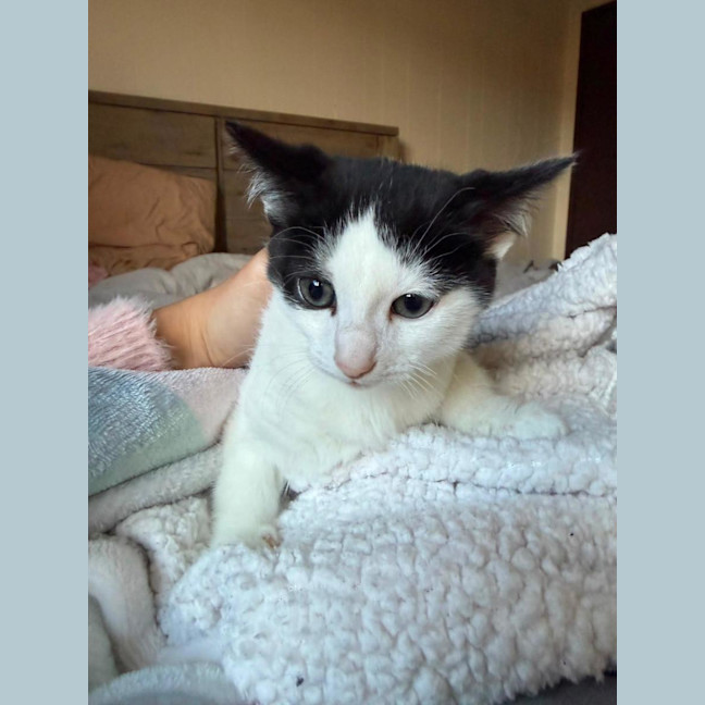 Photo of Oreo