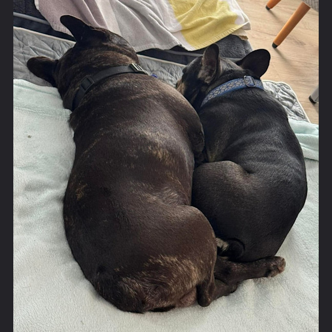 Photo of Pablo & Frankie    8 & 4 Yo French Bulldog