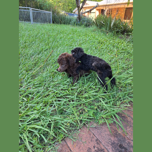 Photo of Timmy
