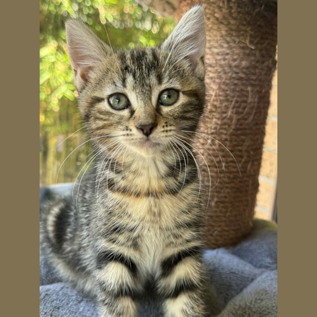 Photo of Daisy   In Foster Care In Cranbourne