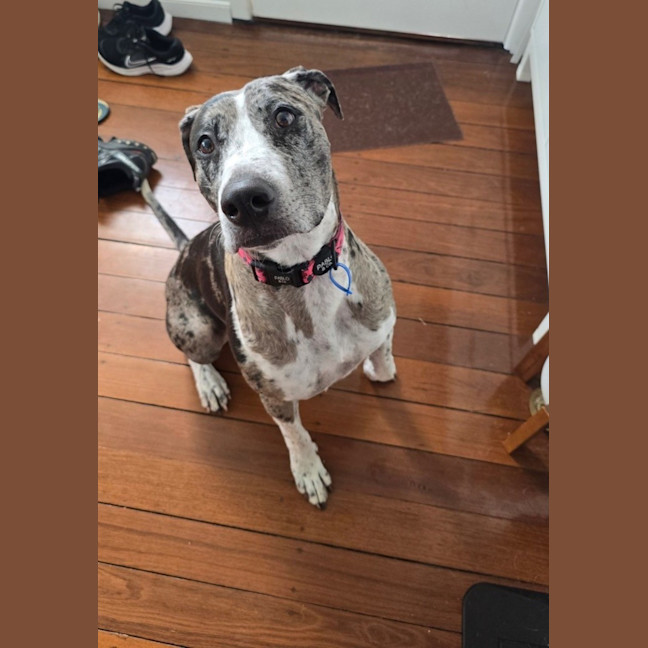 Photo of Truffles *$150 Adoption Fee*