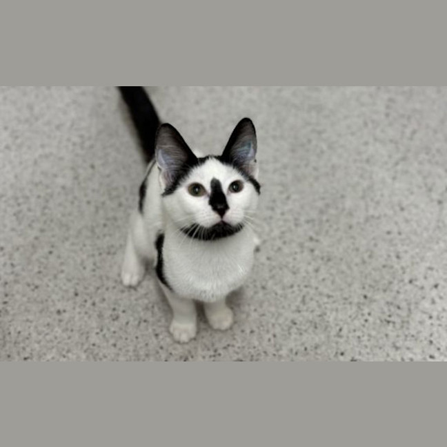 Photo of Oreo 