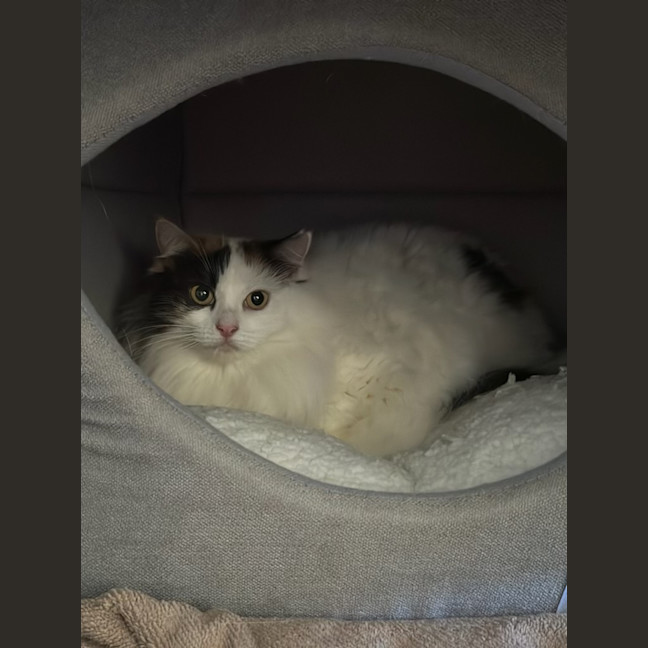 Photo of Rosie & Callie Need Another Chance