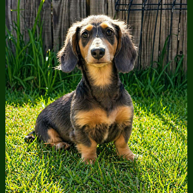 Photo of Cooper