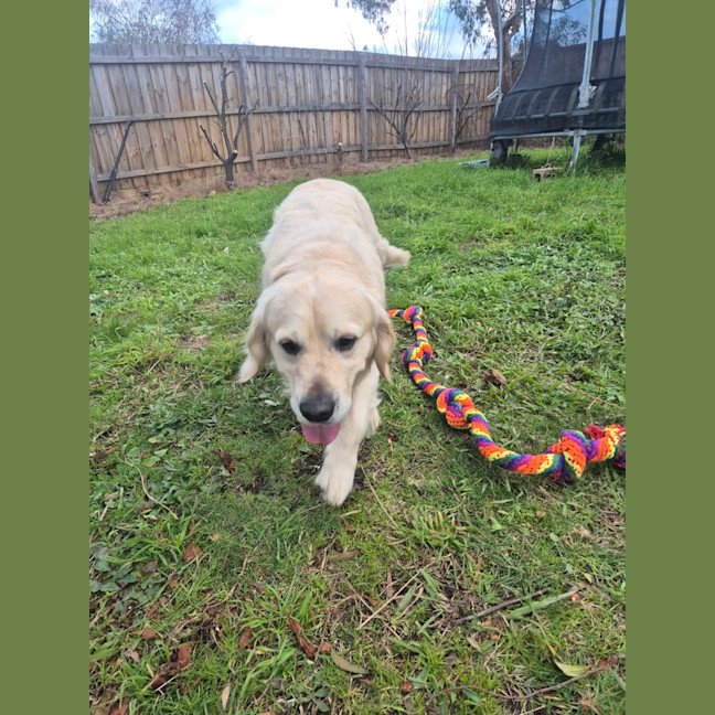 Photo of Cooper
