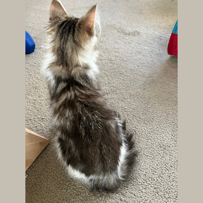 Photo of Twinnie Meet Me@Petstock Keysborough Storw