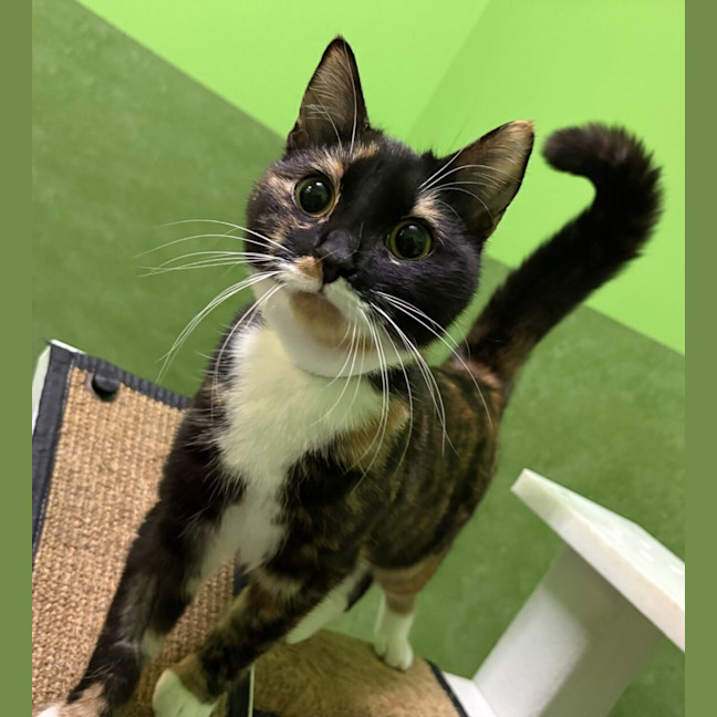 Photo of Bella (Bonded With Booboo)