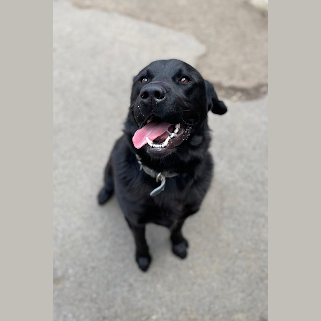 Photo of Loki