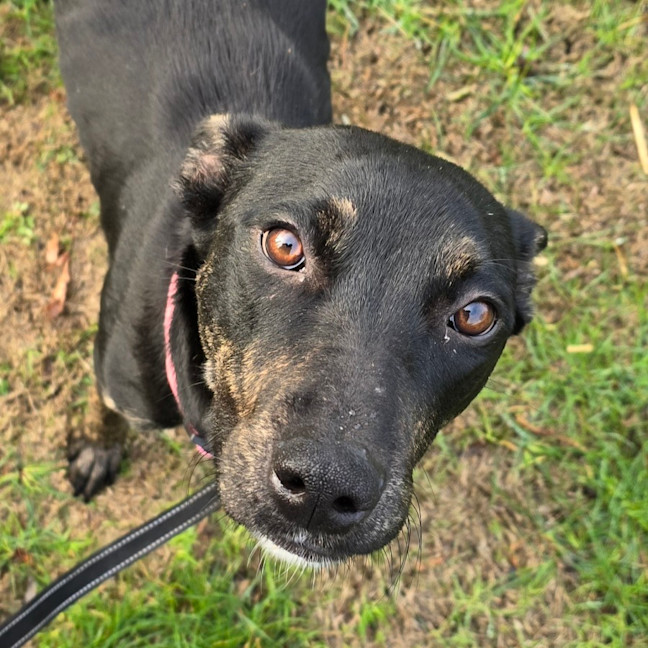 Photo of Dr Bunsen Honeydew