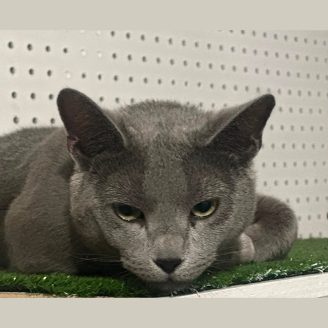 Photo of Sterling 😻🧵🧶