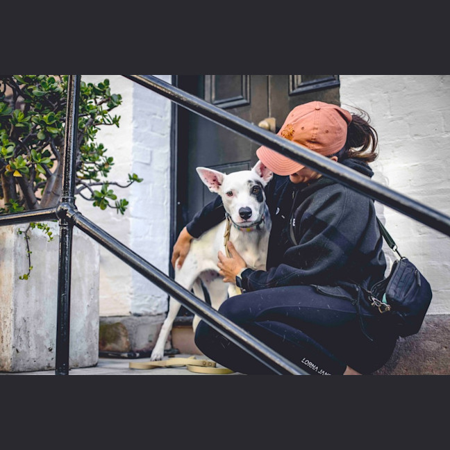 Photo of Luna Lou   2 Year Old Staffy X