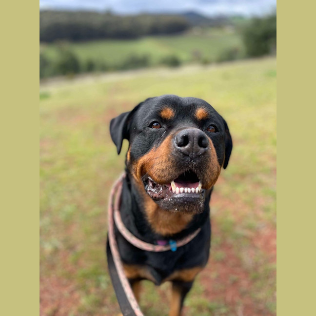 Photo of Luxi