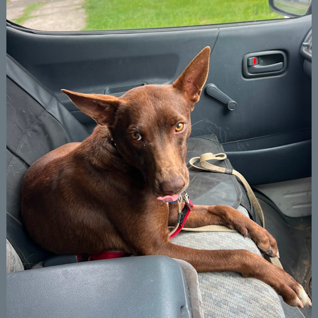 Photo of Cinnamon