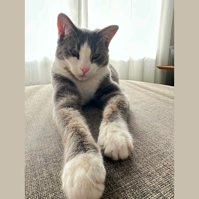 Photo of Penn **2nd Chance Cat Rescue**