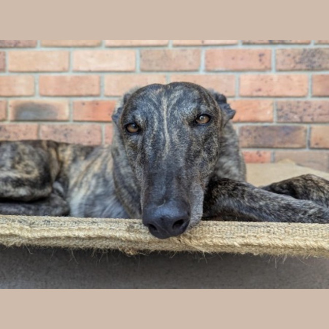 Photo of Tango