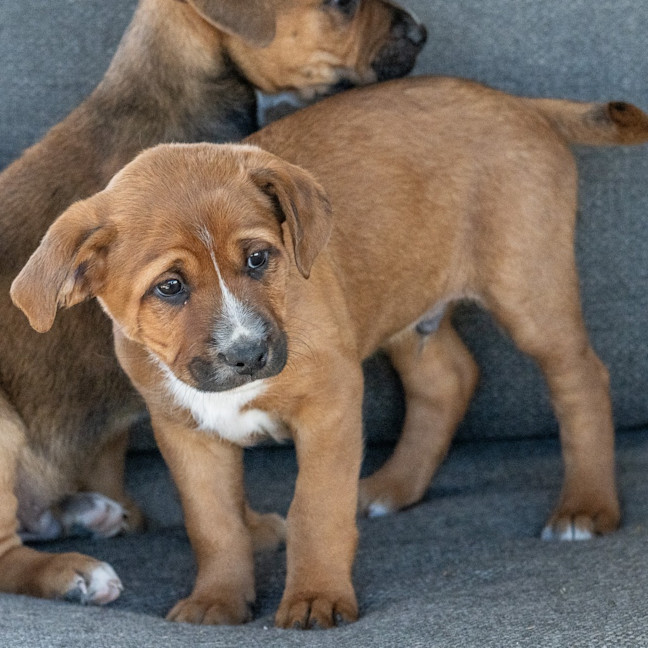 Photo of Banjo