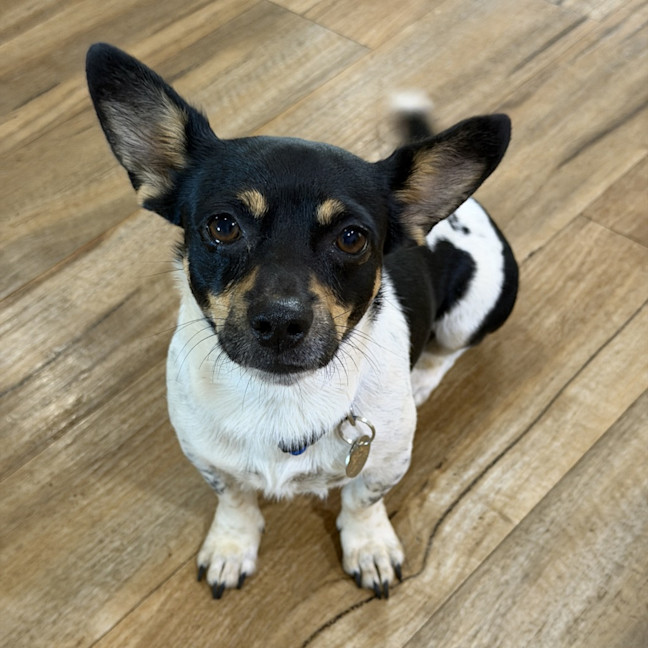 Photo of Spot