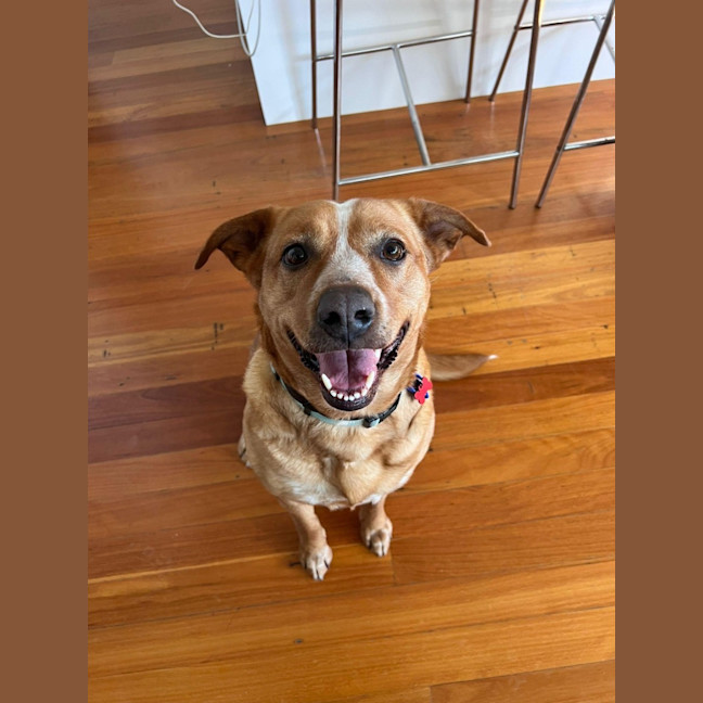 Photo of Phoebe   4 Year Old Cattle Dog X