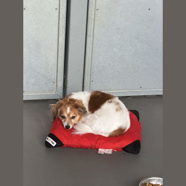 Photo of Ashiboy
