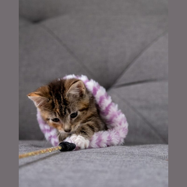 Photo of Ginger