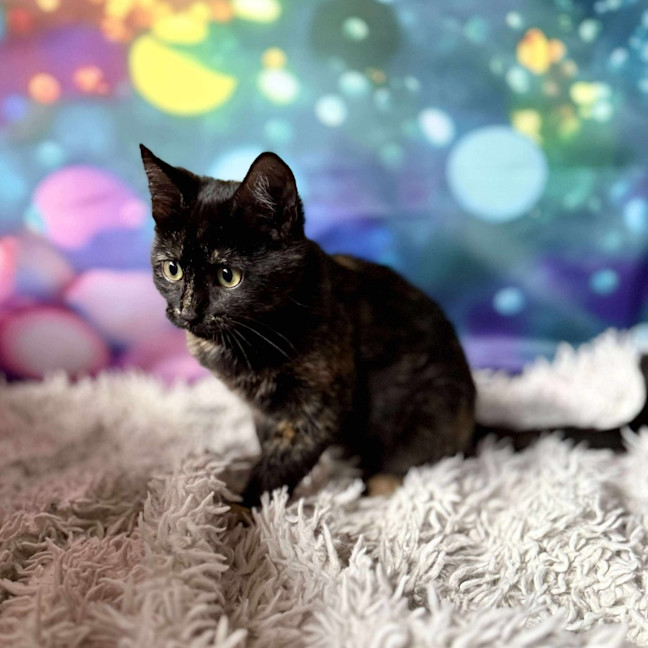 Photo of Vangel   Located In East Brunswick