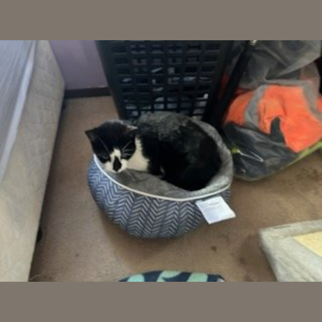 Photo of Ariki* 9 Lives Project Rescue*