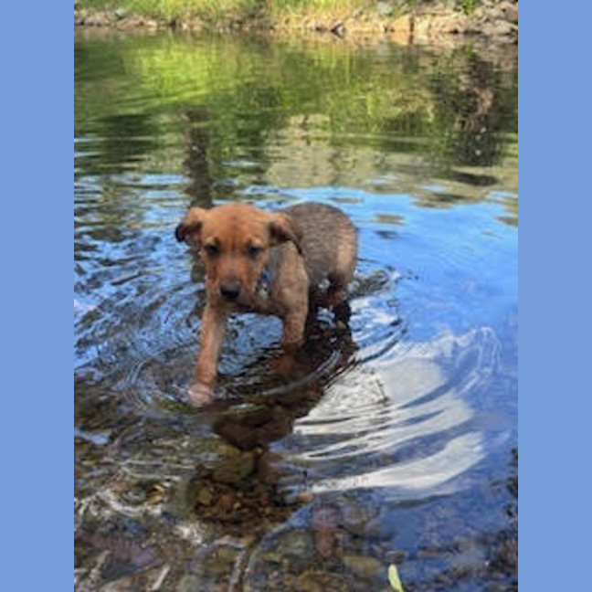 Photo of Rudy   9 Week Old Kelpie X
