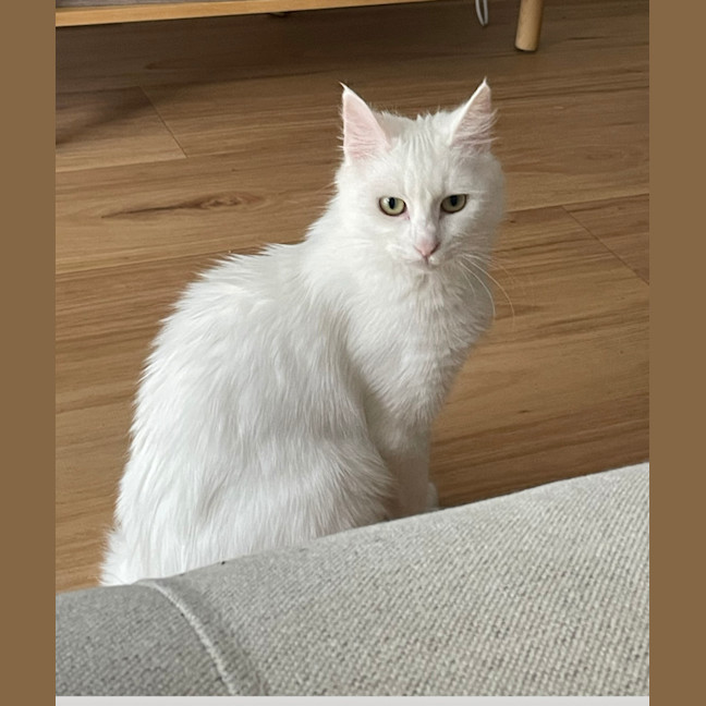 Photo of Kitsune