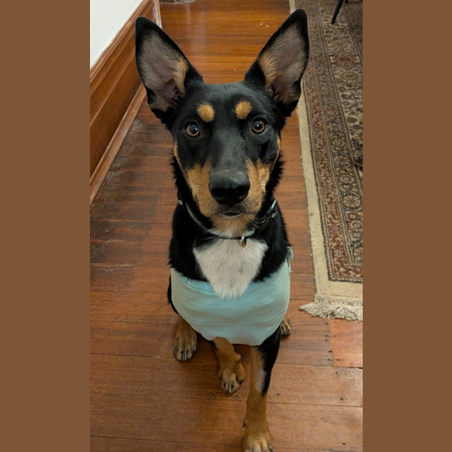 Photo of Artemis