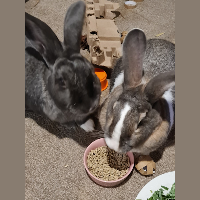 Photo of Cutiepies Lola & Thumper