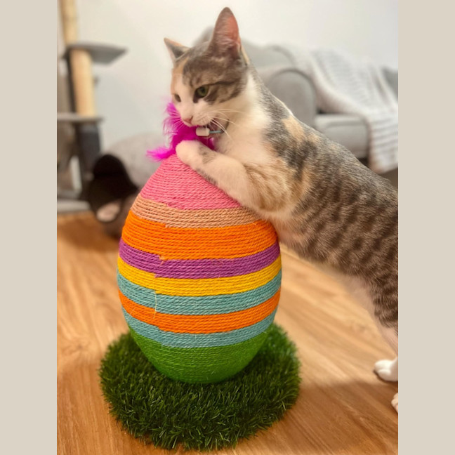 Photo of Willow   Located In Doreen