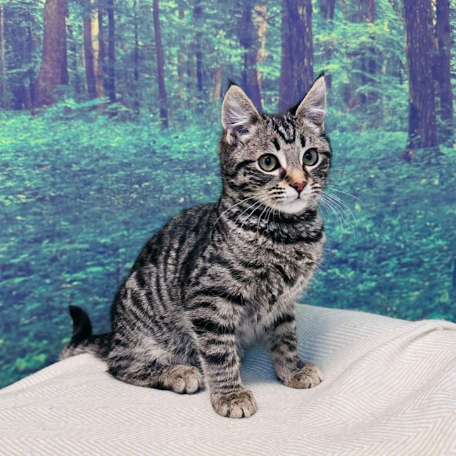 Photo of Bruce Lee   Located In Meadow Heights