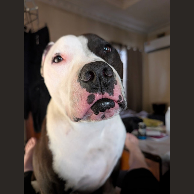 Photo of Jericho