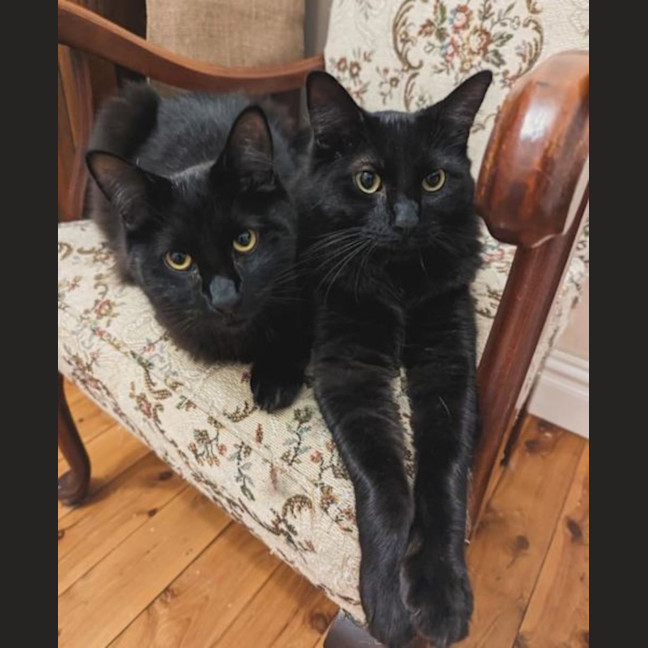 Photo of Marmalade And Shadow Fax