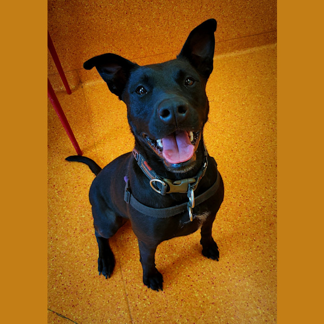 Photo of Taffy