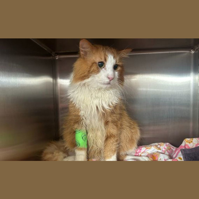 Photo of Tiki