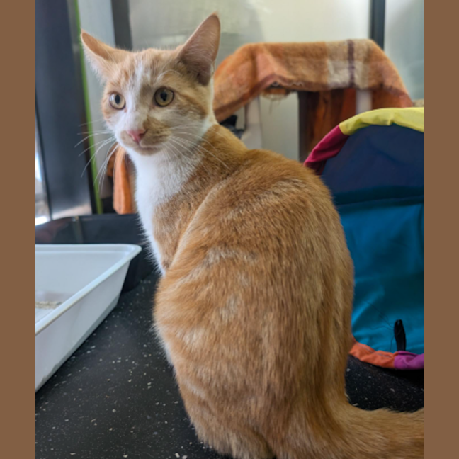 Photo of Ginger Ninja