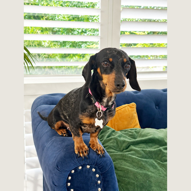 Photo of Penny