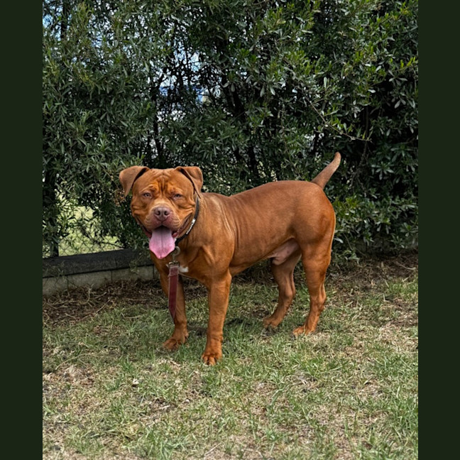 Photo of Kofu (68442)