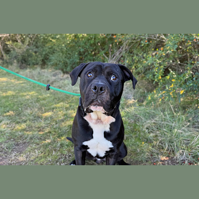 Photo of Archie