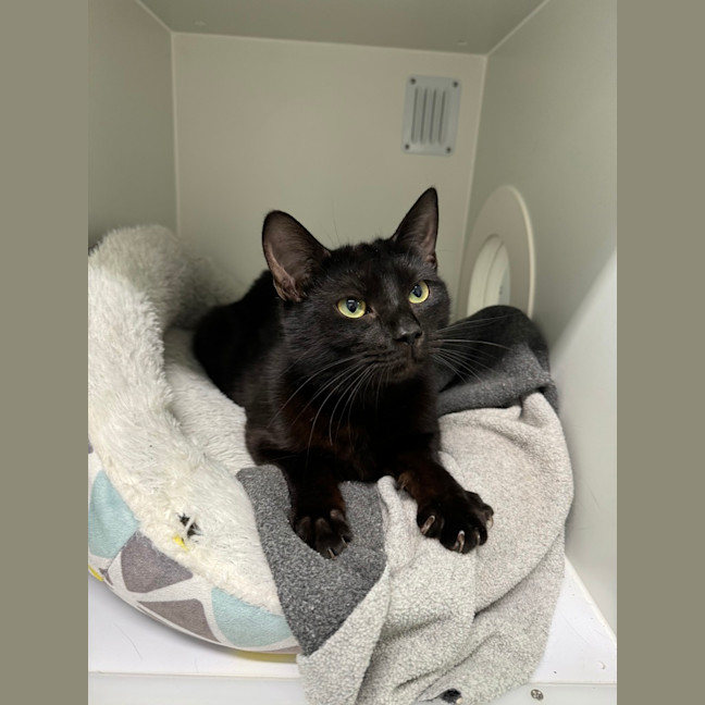 Photo of Inky 