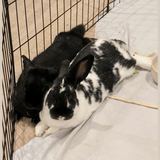 Photo of Chandler / Moo