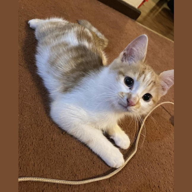Photo of Scamp
