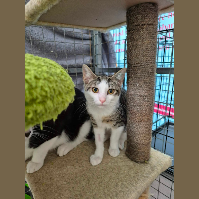 Photo of Henry ** 2nd Chance Cat Rescue **