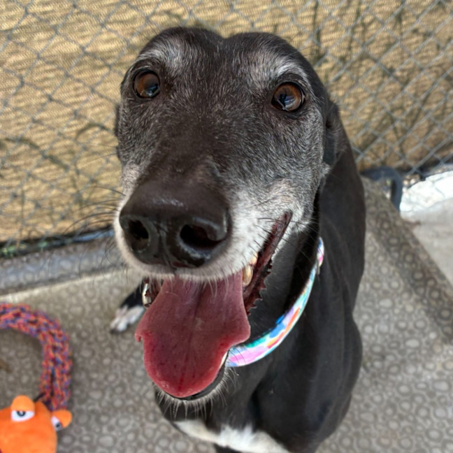 Photo of Lucy The Greyhound
