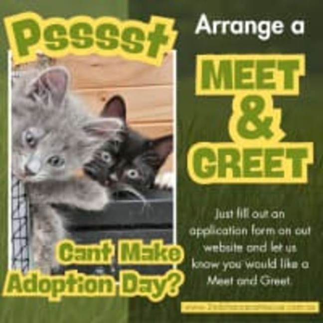 Photo of Apricot **2nd Chance Cat Rescue **