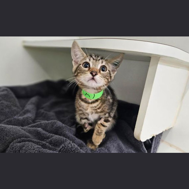 Photo of Mocha