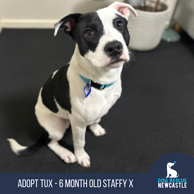 Photo of Tux   6 Month Old Staffy X