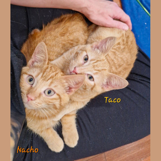 Photo of Nacho (& Taco)