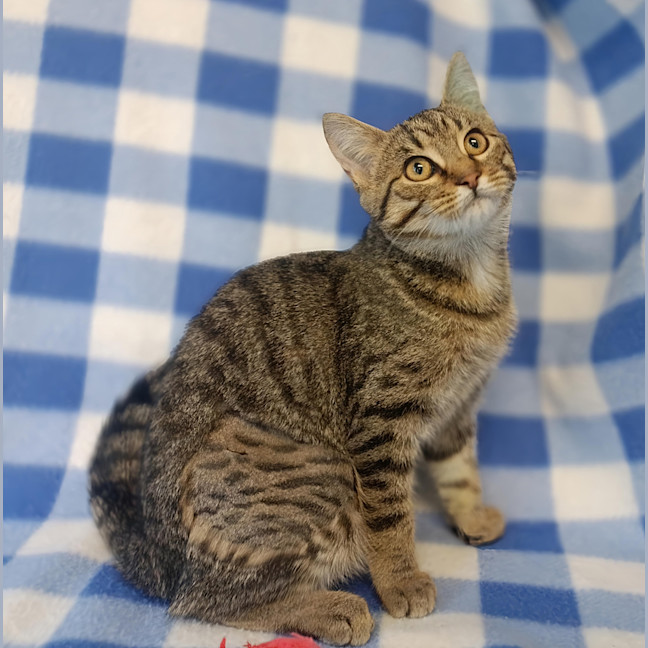 Photo of Tawny
